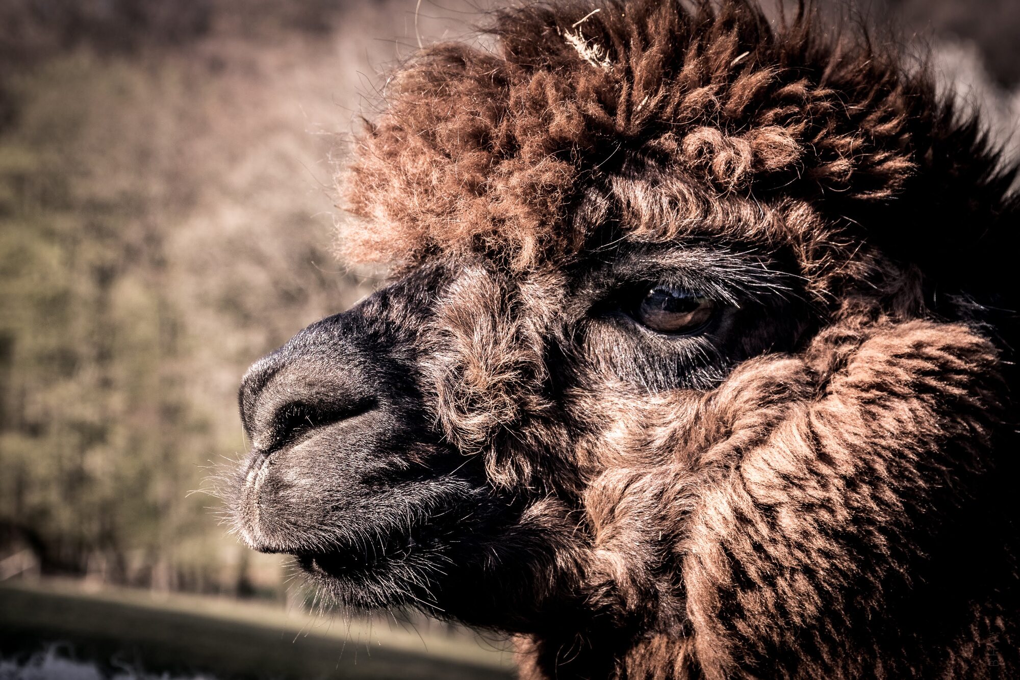 Alpaka als Beispiel für seltene Säugetiere