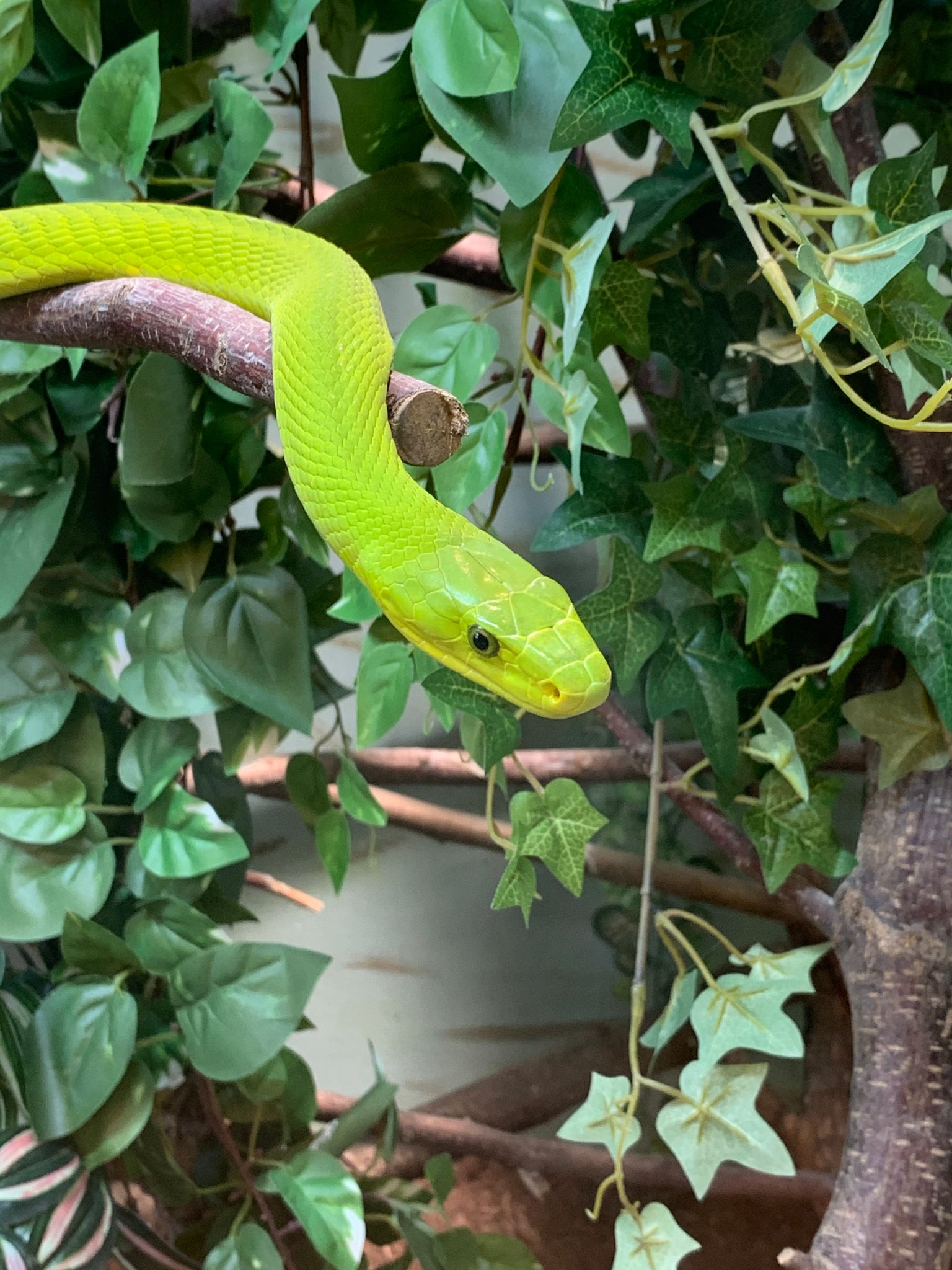 Grüne Schlange als Beispiel für Reptilien