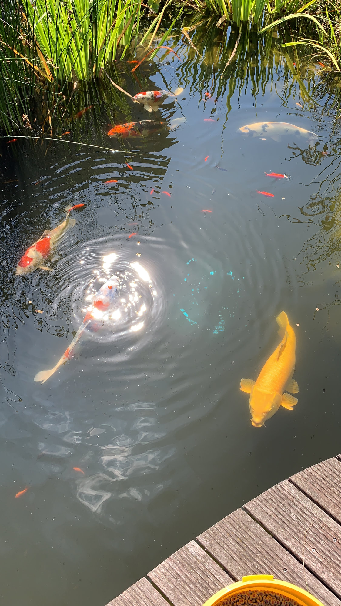 Koi-Fische