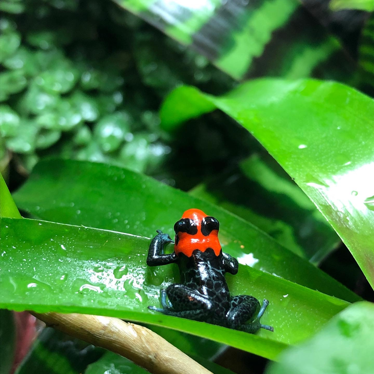 Pfeilgiftfrosch als Beispiel für andere exotische Tiere