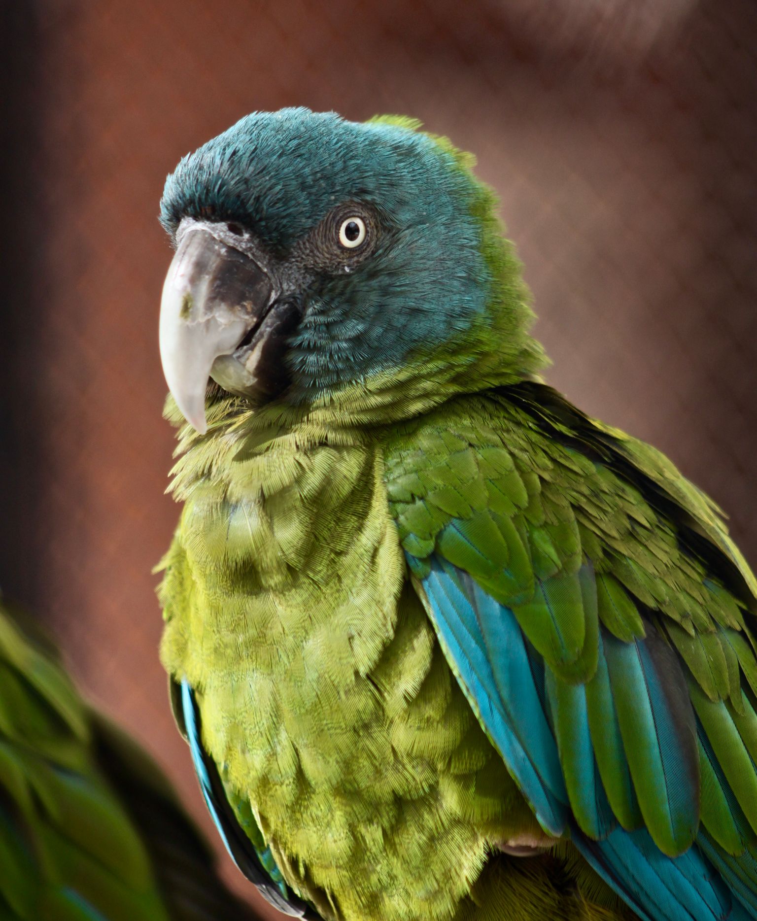 Grüner Papagei - einer unserer exotischen Patienten