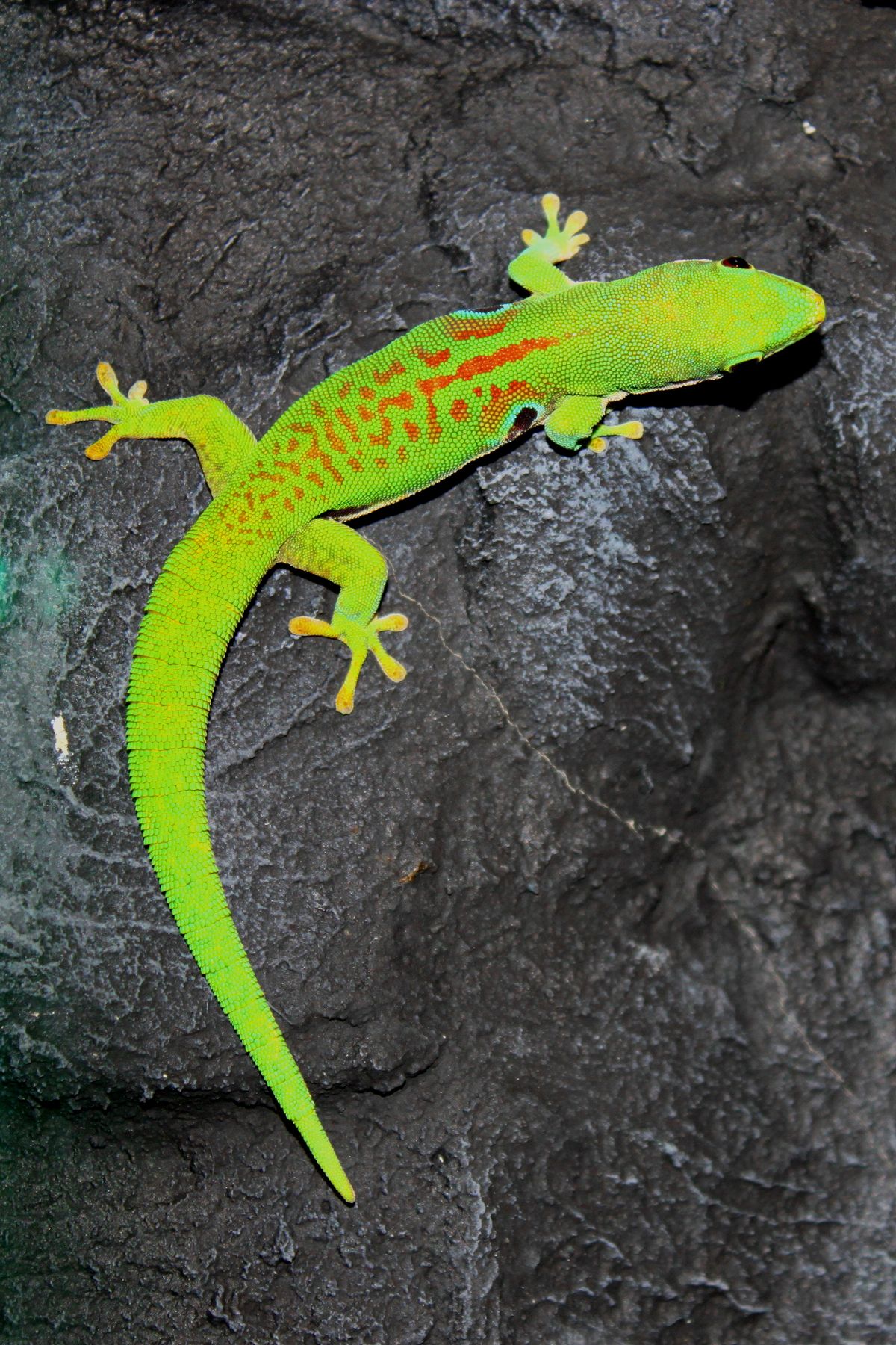 Madagaskar-Taggecko